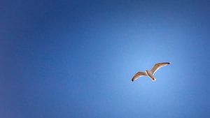 Wind unter den Flügeln