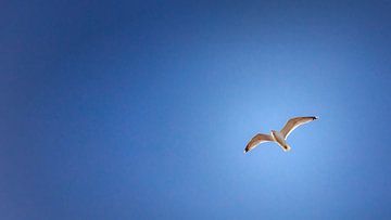 Wind unter den Flügeln