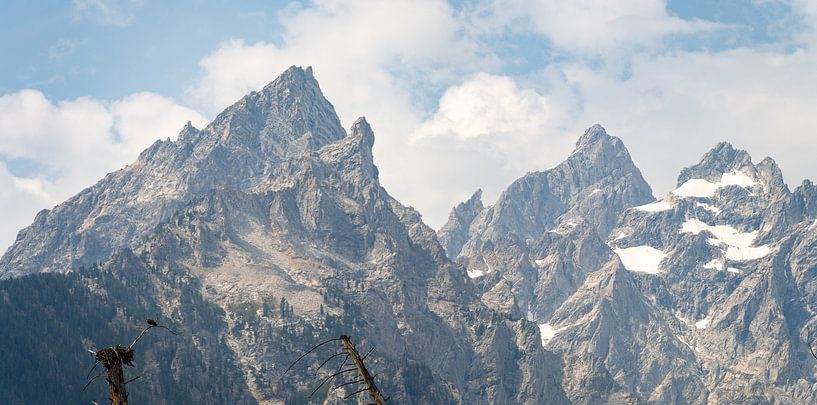Grand Teton National Park, USA, Osprey at a nest high in the trees by Jeroen van Deel