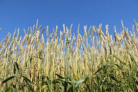 Ein Weizenfeld im Sommer von Claude Laprise
