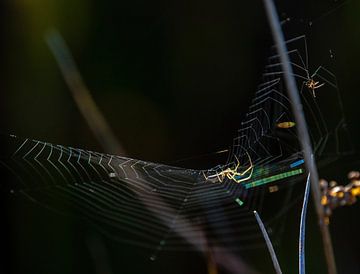 Spinne im Netz von Anne Ponsen