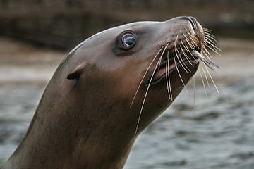 Sea lion  sur Renate Peppenster