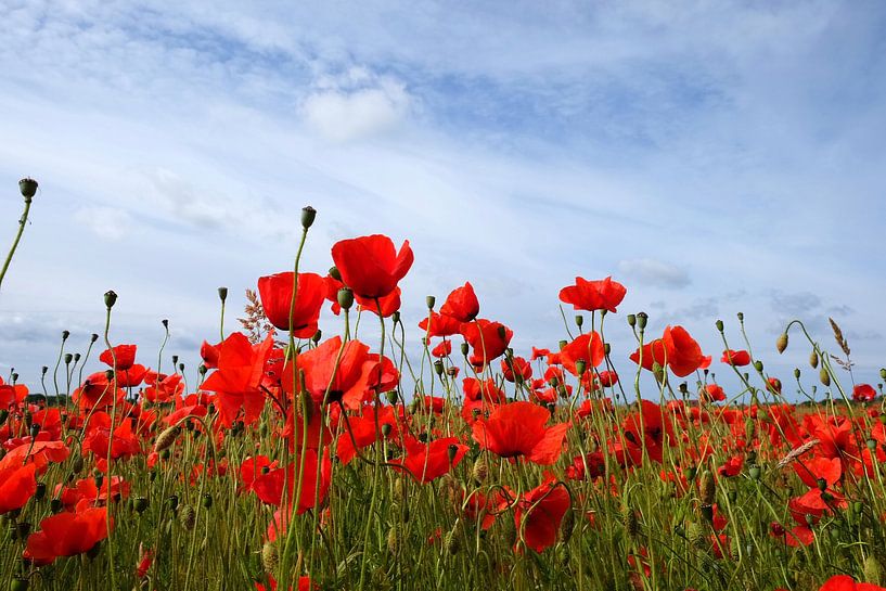 Poppy by Ostsee Bilder