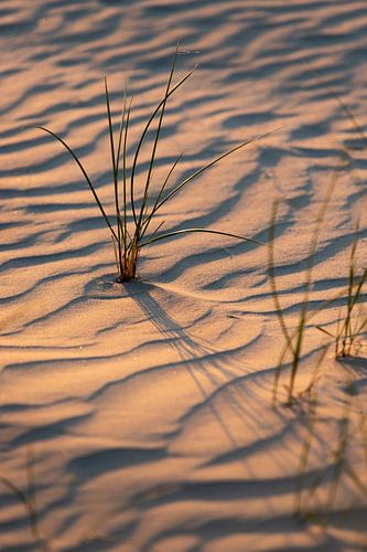Duingras en mooie golven in het zand