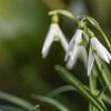 Bloeiende sneeuwklokjes (Galanthus) voor een donkergroene waas van Maren Winter