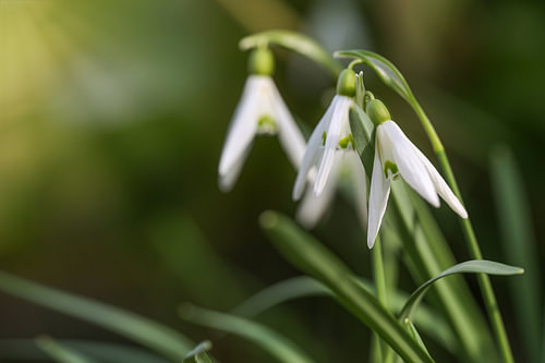 Blühende Schneeglöckchen (Galanthus) vor einer dunkelgrünen unscharfen