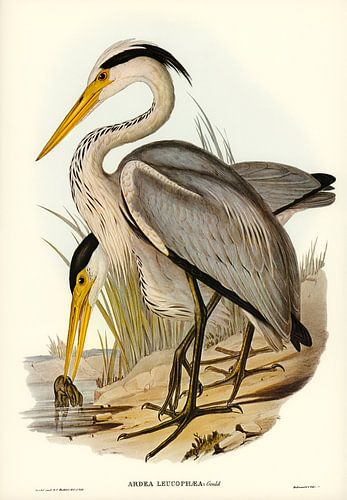 Elizabeth Gould – Grand héron cendré (Ardea leucophaea) | Illustration tirée de « Birds of Australia »