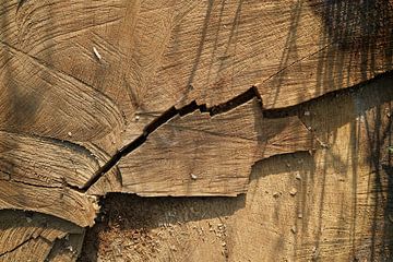 Boomschijf van een afgezaagde boom van Heiko Kueverling
