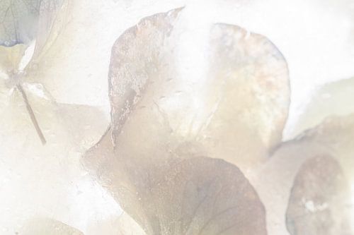 Wit Geel Hortensia Blad | Bloemen Foto