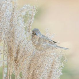 Moineau sur Connie de Graaf