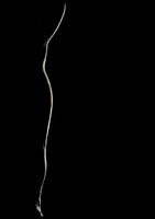 Silhouette of a woman body