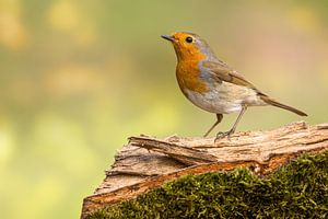 Robin