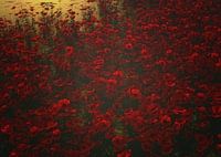 Poppies in the rain