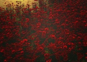 Mohnblumen im Regen