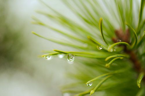 drops on a pine