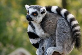 Maki by Ruud Nieterau