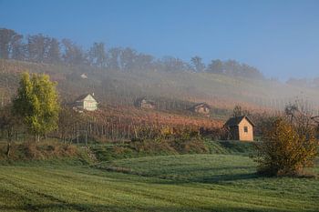 Herbstnebel im Weinberg