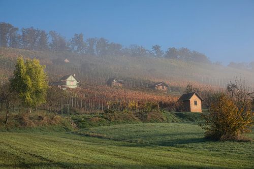 Herbstnebel im Weinberg