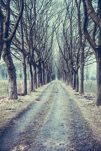 De Snollevendreef (op landgoed Visdonk in Roosendaal) in de winter