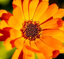 Orange Blume Fullscreen