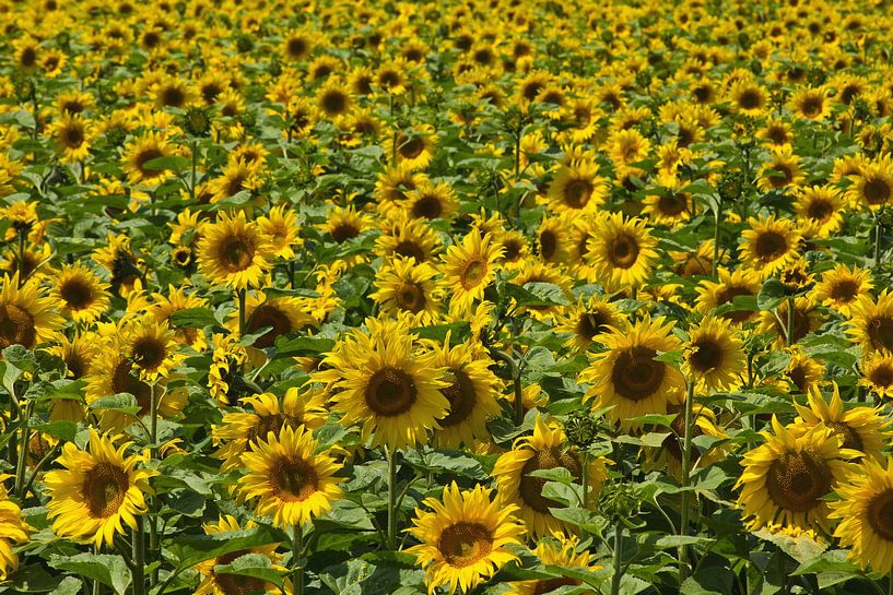 Sunflower field in France by Anja B. Schäfer