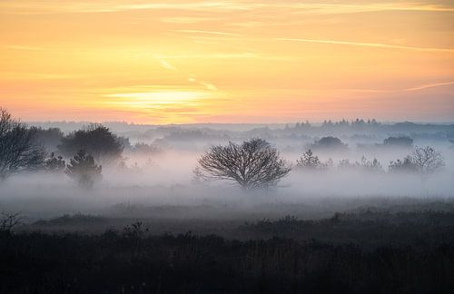 Morning mist on the Houtdorperveld