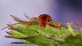 Insect Oorworm 16x9 by Joop de Lange