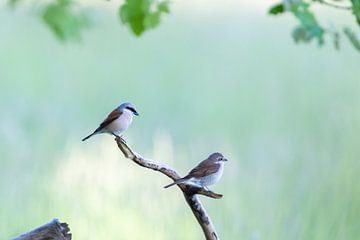 Neuntöter (Lanius collurio) von Dirk Rüter