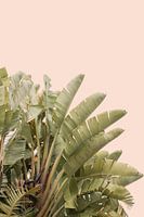 Banana Plant Leaves For A Pastel Color Wall