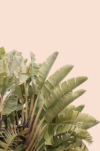 Bananen Plant Bladeren Voor een Pastel Kleur Muur