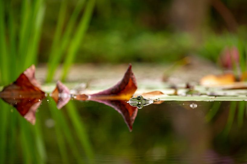Frosch von Margreet Boersma