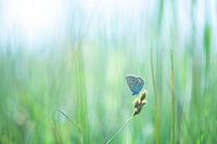 Icarusblauwtje in Groen Veld | Natuurfotografie