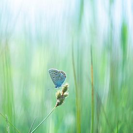 Icarus blue in Green Field | Nature Photography by Nanda Bussers