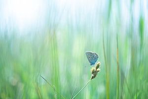 Icarusblauwtje in Groen Veld | Natuurfotografie