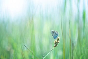 Icarusblauwtje in Groen Veld | Natuurfotografie van Nanda Bussers