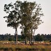 Schafherde in der Strabrechtse Heide von Ger Beekes