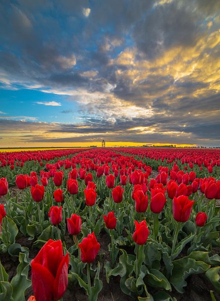 red bed at Krabbedam by peterheinspictures