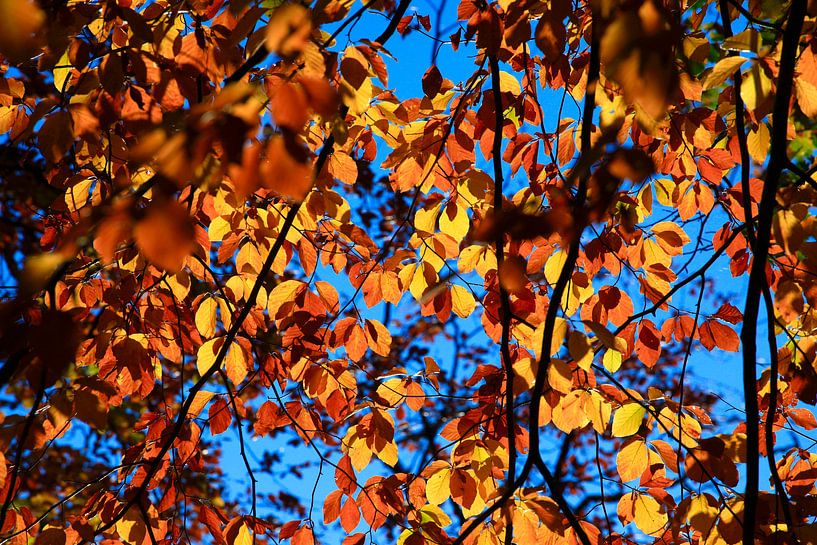 Buche von Thomas Jäger