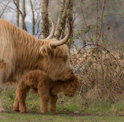 Schotse Hooglander met haar schattig jong kalfje