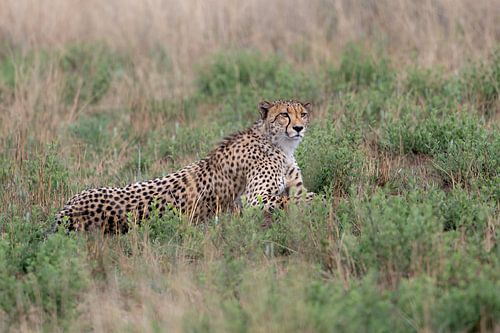 Cheetah alert to danger