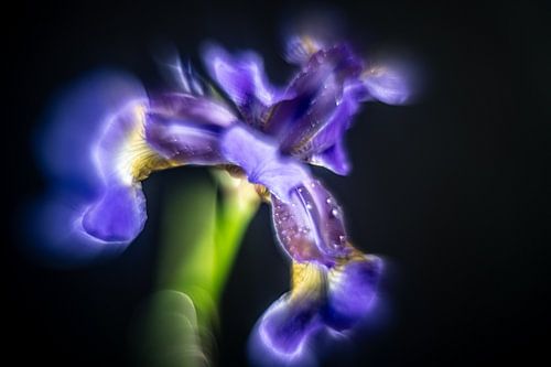 Iris, een bijna buitenaards gevormde bloem, bijna surrealistisch