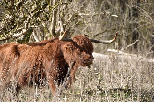 Schottischer Highlander