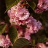 voorjaarsbloesem - roze en groene kleuren van Christien Hoekstra
