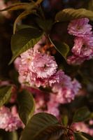 voorjaarsbloesem - roze en groene kleuren