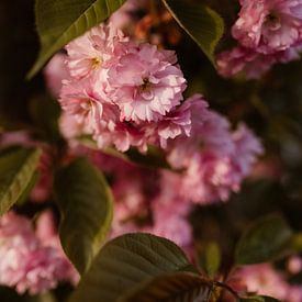 voorjaarsbloesem - roze en groene kleuren van Christien Hoekstra