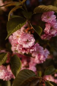 voorjaarsbloesem - roze en groene kleuren van Christien Hoekstra