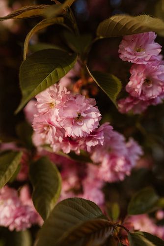 Fleur de printemps - couleurs rose et vert sur Christien Hoekstra