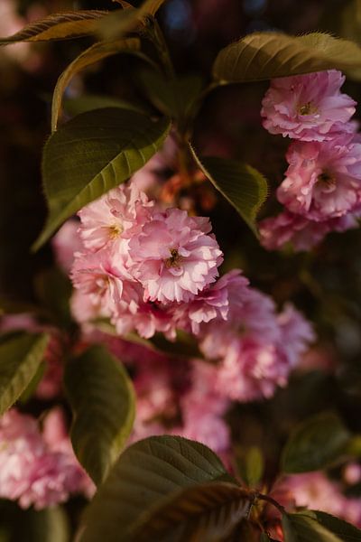 Frühlingsblüte - rosa und grüne Farben von Christien Hoekstra