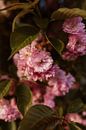 Frühlingsblüte - rosa und grüne Farben von Christien Hoekstra Miniaturansicht