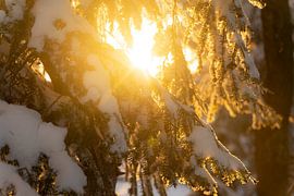 Verschneiter Kiefernzweig beleuchtet von der untergehenden Sonne von André Post